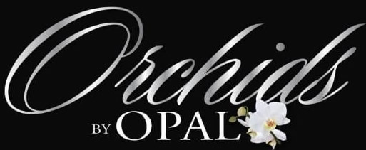 Orchids by Opal